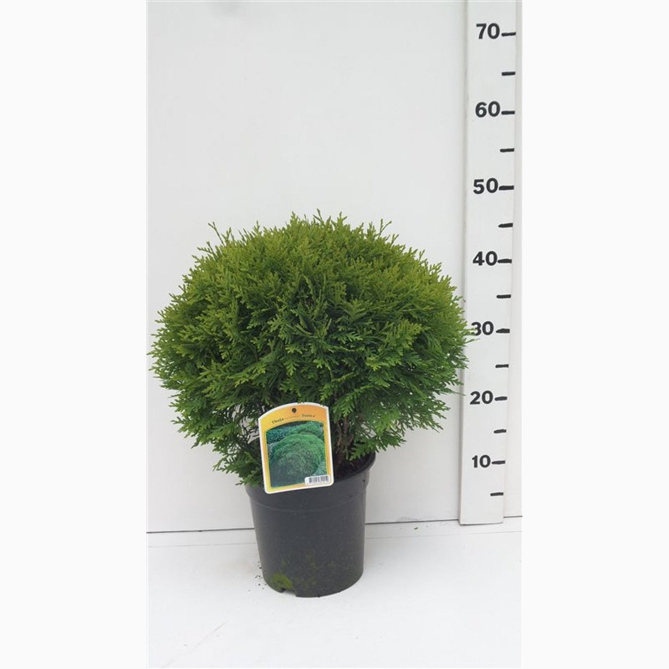 Thuja – Thuja occidentalis 'Danica' - C3 30-40 CM
